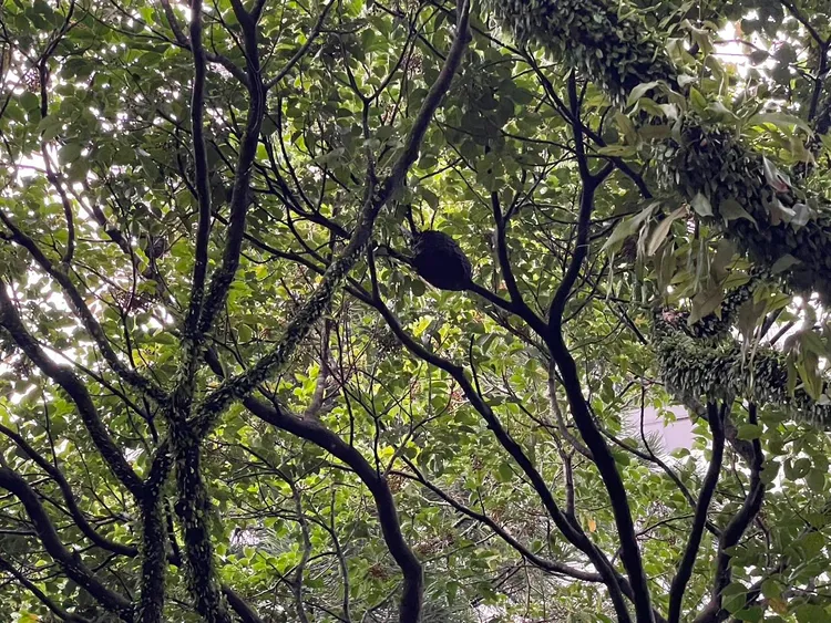 警專校園附近的樹上隱藏一個虎頭蜂巢，今天上午蜂群螫傷7名警專學生。翻攝畫面