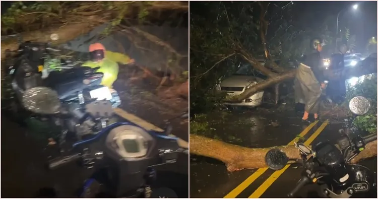 陽明山仰德大道傳出路樹倒塌，也讓現場行經騎士驚魂未定。翻攝畫面