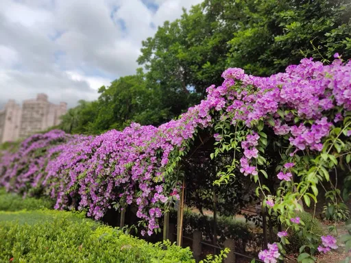 泰山楓樹河濱公園蒜香藤花季浪漫開幕 萬人搶看「紫色花海」瀑布傾瀉