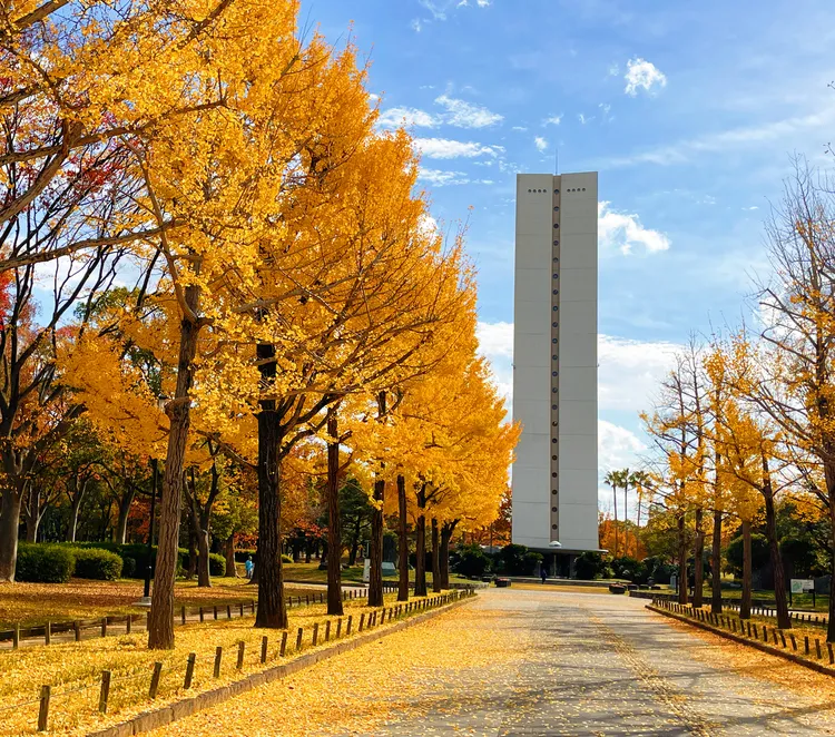 大仙公園內栽種有許多銀杏樹。S.H.攝