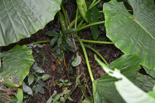 苗栗兄弟酒後鬩牆!弟揮刀、兄拿獵槍對峙 他左小腿中彈送醫