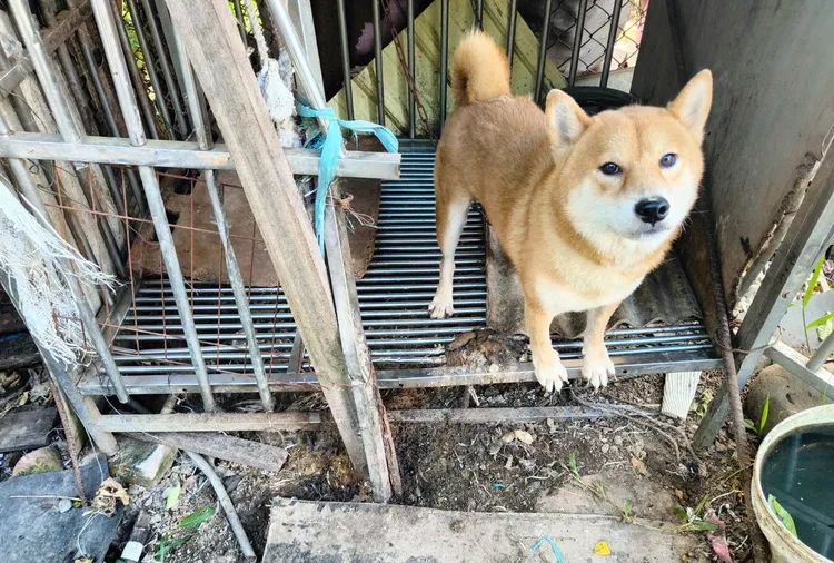 現場查獲的犬隻。新竹縣府提供