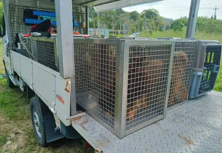 動保所扣留39隻毛小孩送安置。新竹縣府提供