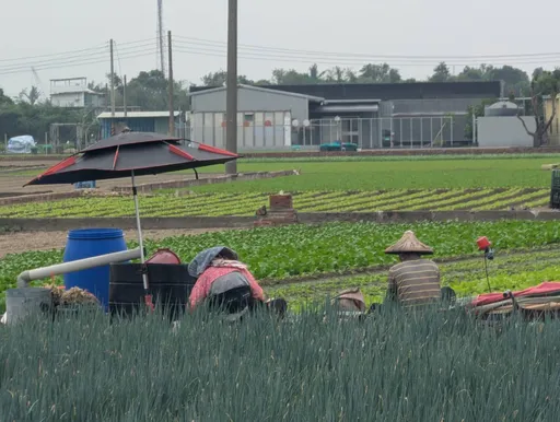 康芮颱風逼近!高雄農業局請農民儘速採收 加強防範相關設施