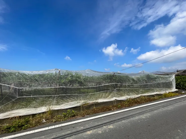 因颱風可能帶來強風，農業局請農民加強固定設施。農業局提供