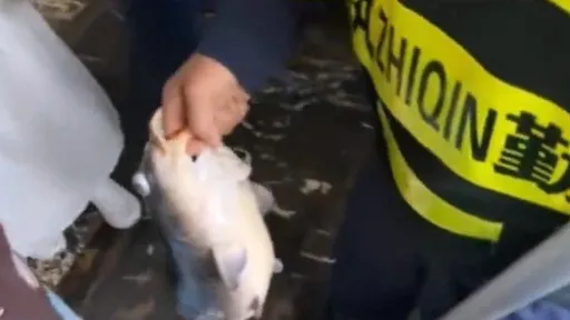 遊客多到「把魚撐死」　風景區保全：別再餵食屠殺生靈