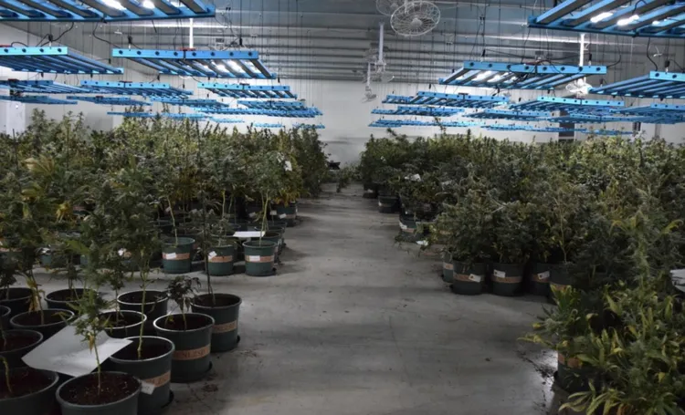 池嫌所經營大麻園有充足燈照，大麻長得又高又茂盛。翻攝畫面