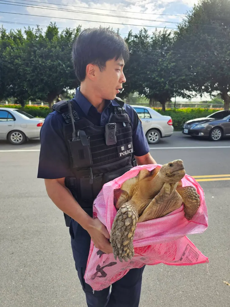 蘇卡達象龜體型相當巨大，牠從飼主家中脫逃，上演了一齣馬路驚魂記。翻攝畫面