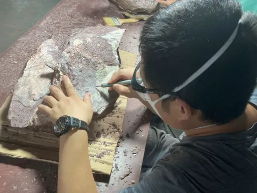 小島大發現 香港首次發現恐龍化石