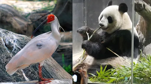 動物外交不靈了 日本提前退還中國大貓熊與朱鷺