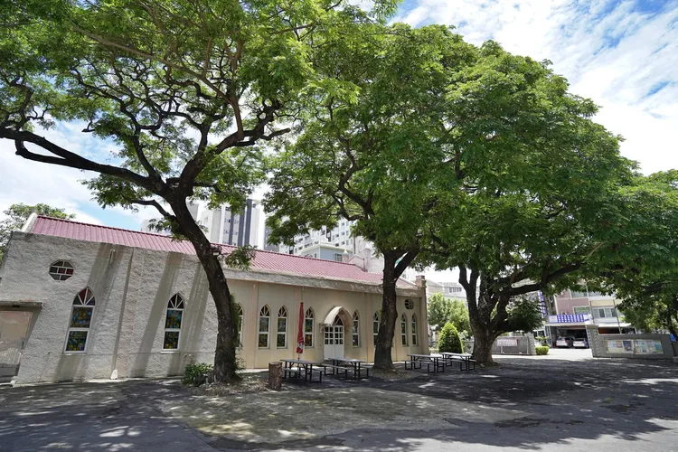 露德聖母堂旁撐過近七十寒暑的三棵雨豆樹。陳坤毅提供