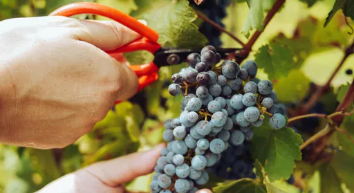 務農被女友媽媽看不起　他揭年收400萬真相：怎麼可能回去當上班族