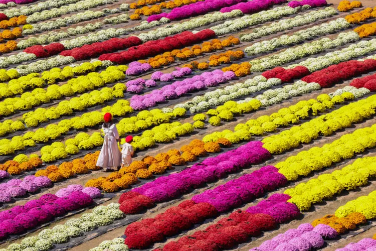 今年盤菊田採用放射線形狀設計展現幾何學之美。業者提供