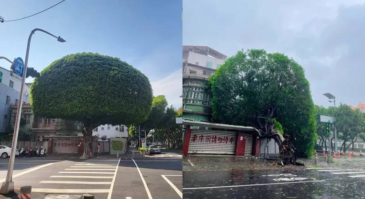 高雄著名「安全帽樹」遭連根拔起。翻攝記者爆料網