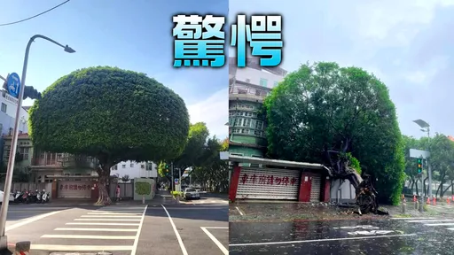 高雄17級風破歷史紀錄!網美打卡點「安全帽樹」遭連根拔起