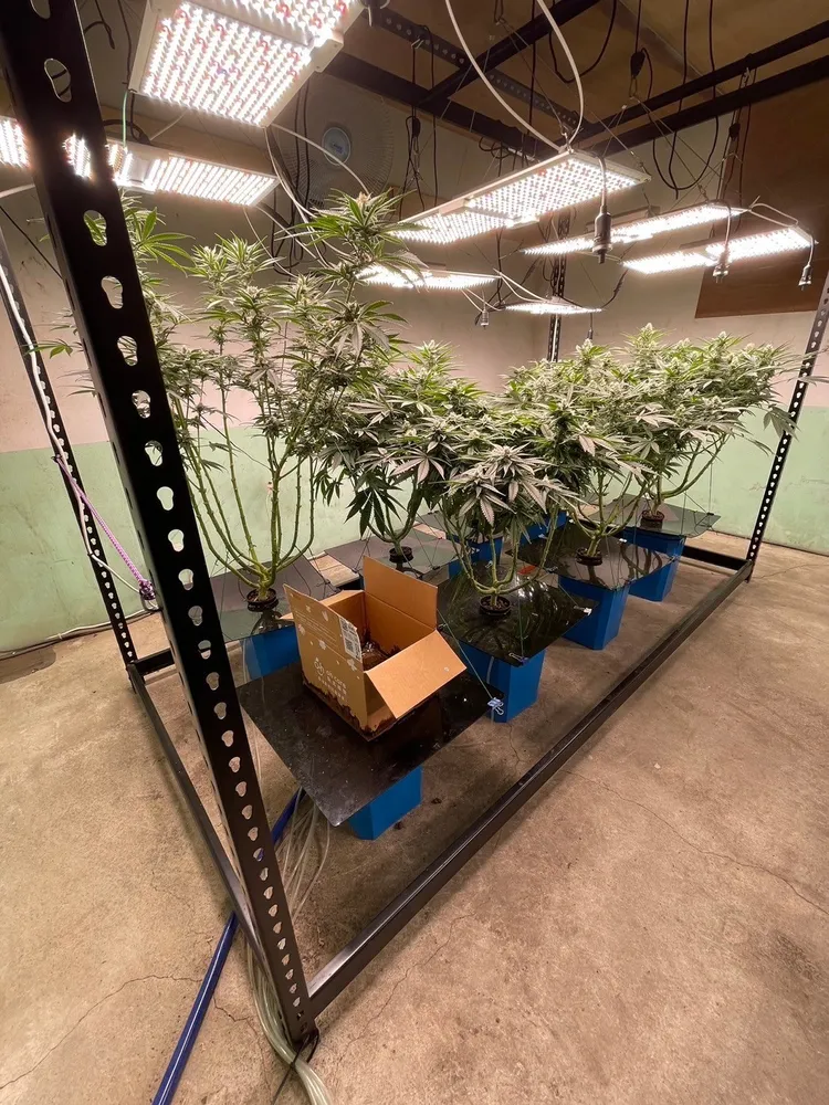 嫌犯在家中倉庫種大麻。民眾提供