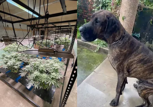 南投茶農轉行當「麻農」 兄弟檔種大麻獲利200萬!10人被逮