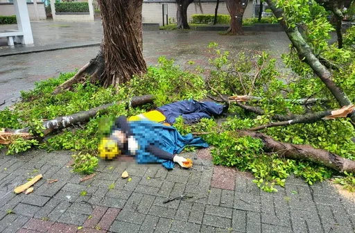 北投路樹掉落砸人!公園處2員工受傷 倒地畫面曝光
