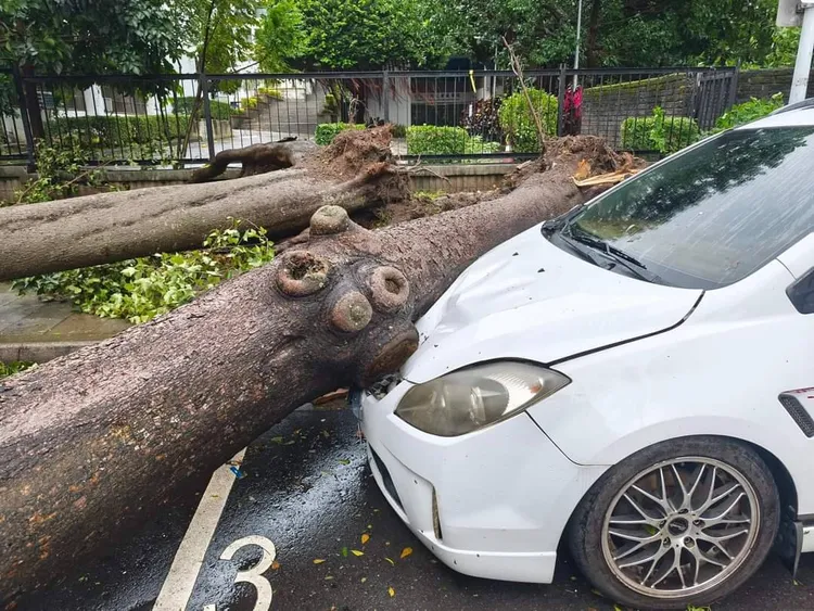 天母路樹倒塌砸車。翻攝自靠北天母幫