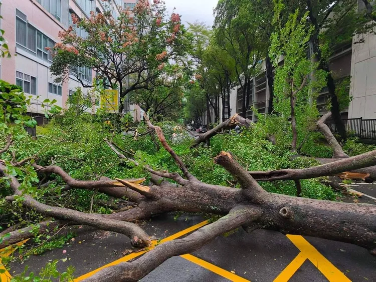 士林區路樹倒塌。翻攝自靠北天母幫