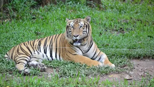 越南動物園爆發禽流感危機! 全國47隻老虎接連死亡