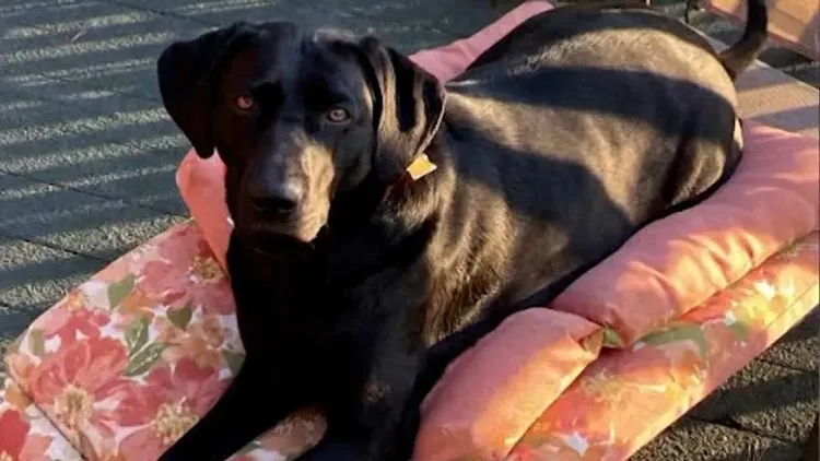 帕梅拉的愛犬露西。翻攝自《紐約郵報》