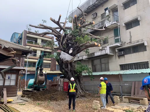 搶救百年老榕樹!高雄府會龍頭齊力 延續地方情感與記憶