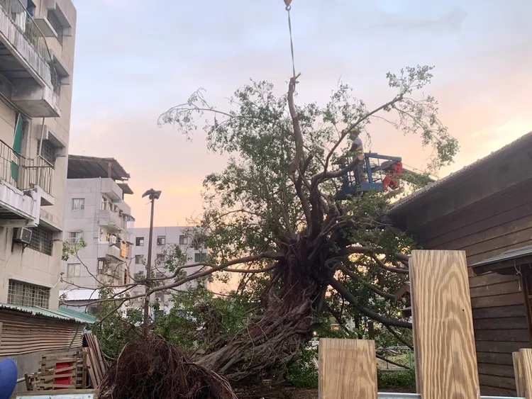 百年榕樹扶正進行中。市府提供