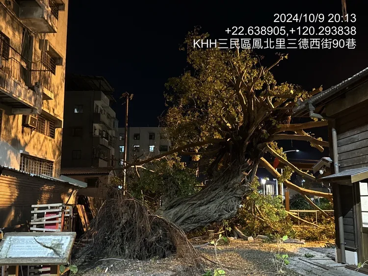 百年榕樹傾倒被山陀兒颱風吹倒。市府提供