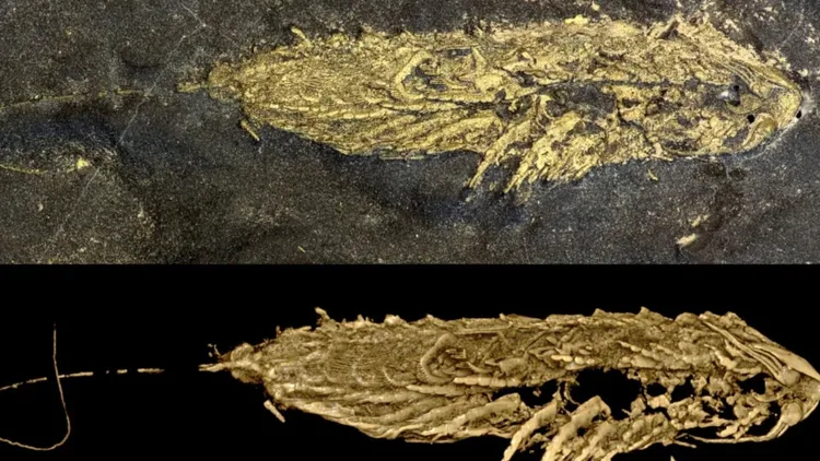 「Lomankus edgecombei」屬於大附肢綱（Megacheira）。翻攝自CNN