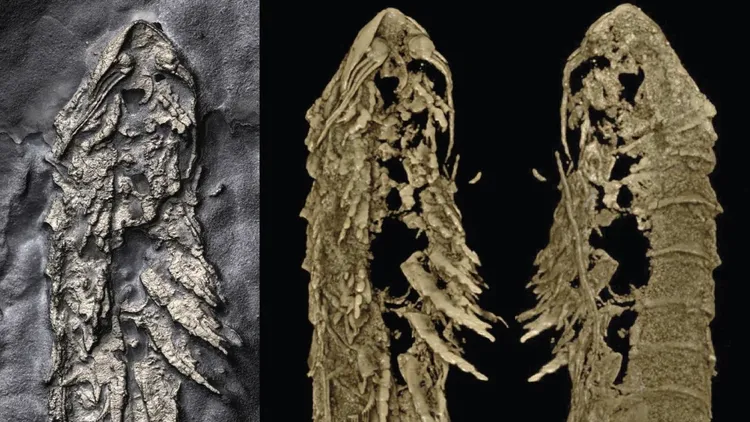 「Lomankus edgecombei」在黃鐵礦中被保存下來。翻攝自CNN