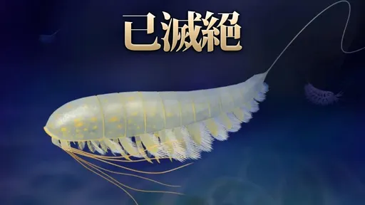 4.5億年古生物閃耀「愚人金」光芒 化石如珠寶般珍貴