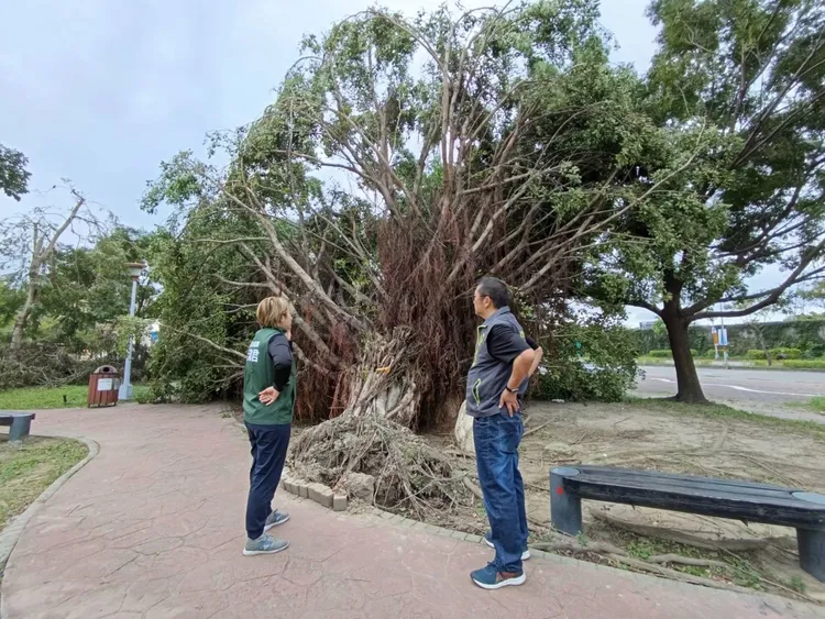 板橋435藝文特區內的200年的老榕樹倒塌，面臨被切塊搬運命運，當地人直呼可惜。黃淑君提供
