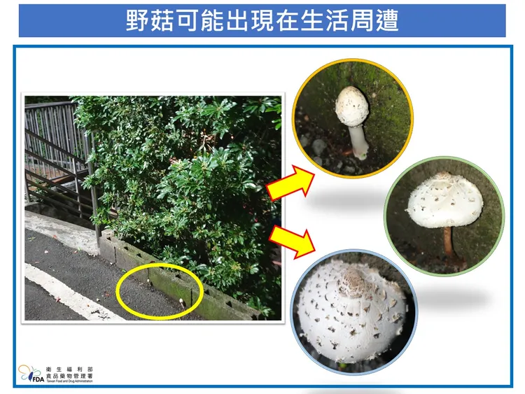 野菇狀態示意圖。食藥署提供