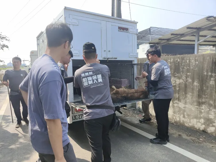 嘉畜所出動人員捕捉遊蕩犬隻。嘉畜所提供