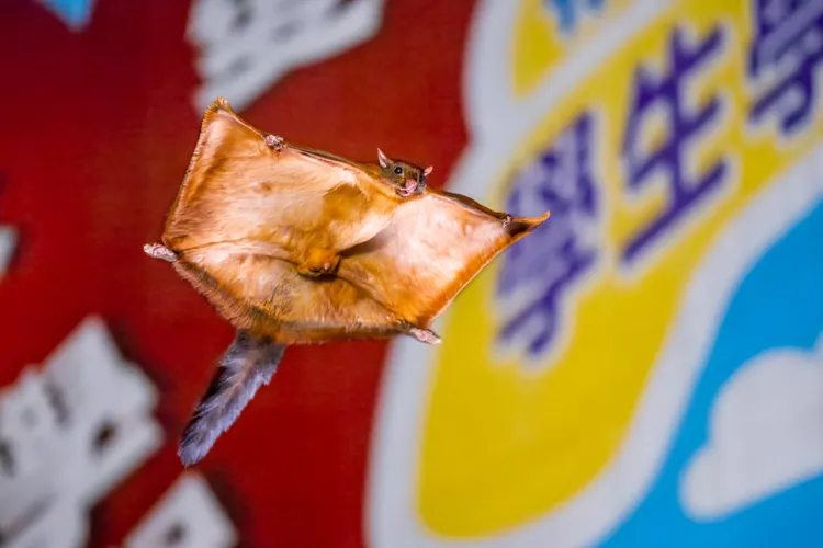 《亞洲》在台北拍大赤鼯鼠。BBC Earth提供