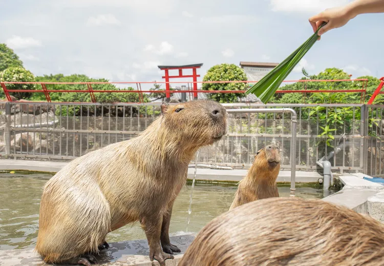入住可暢遊日式園區，與可愛萌寵近距離互動。綠舞國際觀光飯店提供