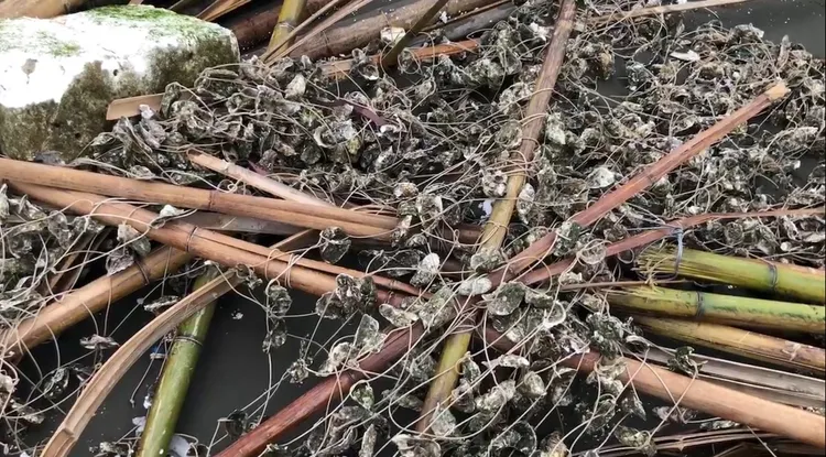 南市農業局統計，台南蚵農預估損失約2.6億元。民眾提供