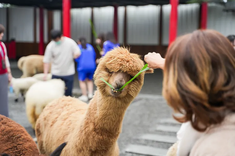 星馬遊客喜愛造訪宜蘭的觀光農場，與可愛的動物互動。田欣雲攝影