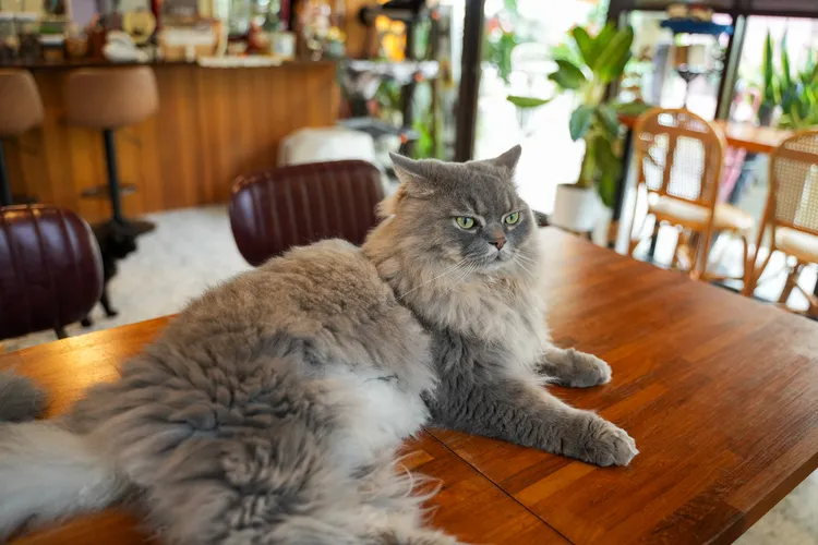 貓咪們在萬記商行裡自由活動，消費者可與牠們互動，但禁止抱貓。田欣雲攝影