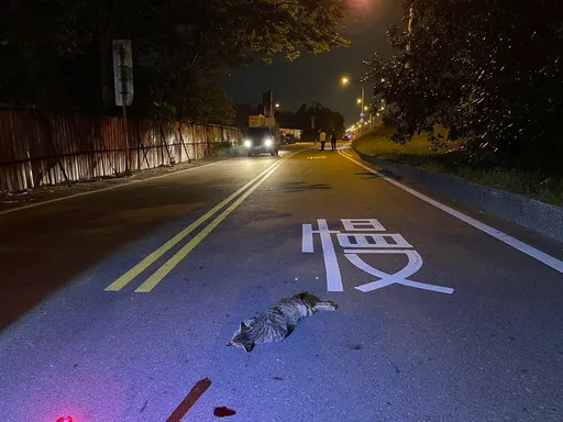 台中野貓竄出！20歲男大生自摔亡　19歲女撞上「貓死人傷」