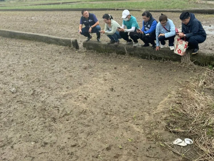 蕎麥苗浸水倒伏。農業局提供
