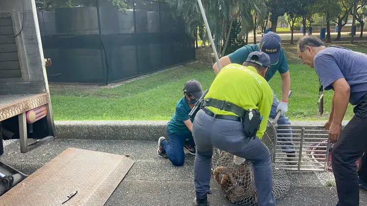 南市動保處派員捕捉疑似行凶的浪犬。民眾提供