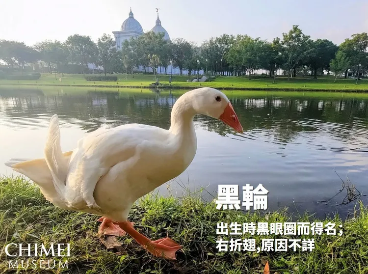 母鵝「黑輪」在奇美博物館出生，因為眼周紋路得名，頗有知名度，沒想到卻因野狗攻擊殞命。民眾提供