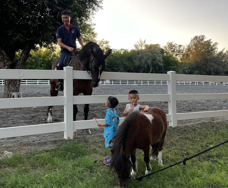 馬場內的寵物馬相當親人，卻成了野狗群的攻擊對象，下場悽慘。民眾提供