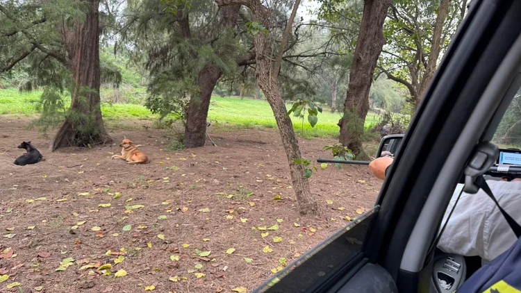 動保處出動人員捕捉當區流浪犬，有攻擊性者將不再回置。民眾提供