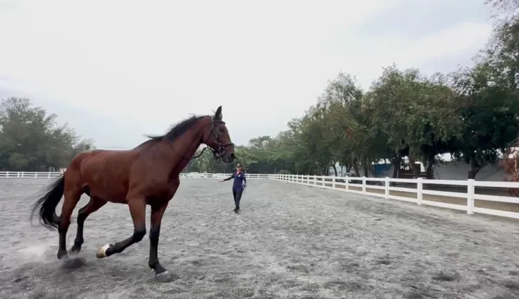 其中一匹被咬傷的競技馬，還曾參加過仁川亞運。民眾提供