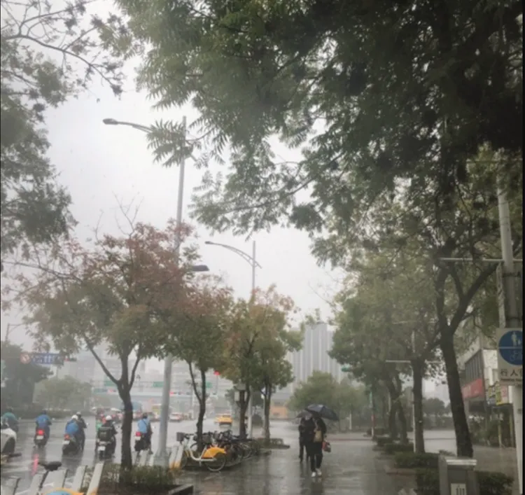 近日台北天氣被網評是美妝噴霧雨，與漸變色的路樹相融，氛圍感拉滿。北市公園處提供