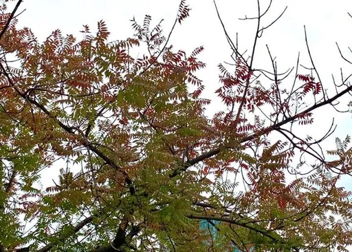 秋冬黃連木染紅街道 西門町這條街超浪漫