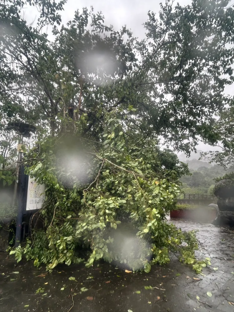 康芮強颱來襲於動物園區內造成多起路樹傾倒。台北市立動物園提供